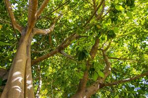 Huge beautiful Ficus maxima Fig tree Playa del Carmen Mexico. photo