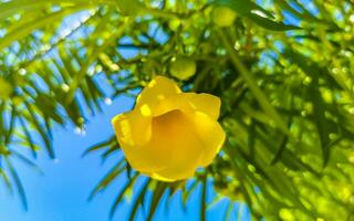 Yellow Oleander flower on tree with blue sky in Mexico. photo