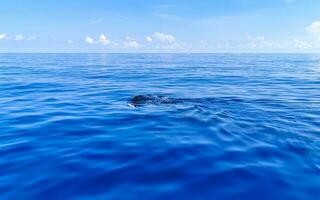 Huge whale shark swims on the water surface Cancun Mexico. photo