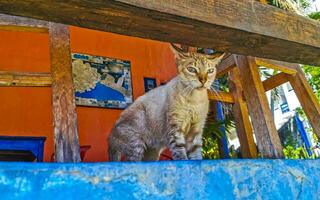 Puerto Escondido Oaxaca Mexico 2023 Cute stray cat living outside in free nature. photo