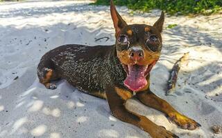 Brown cute funny dog play playful on the beach Mexico. photo