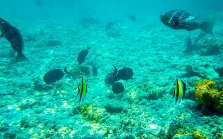 Snorkeling underwater views fish Corals turquoise water Rasdhoo island Maldives. photo