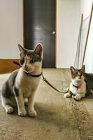 Cute cat cats tethered with collar in Mexico. photo