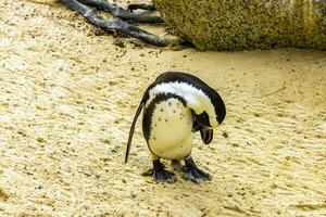 sur africano pingüinos colonia de con gafas pingüinos pingüino capa ciudad. foto