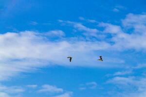 hermoso pájaro pelícano pájaros pelícanos volando sobre el mar méxico. foto