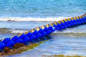 Seaweed Sargazo net caribbean beach water Playa del Carmen Mexico. photo