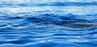 Huge whale shark swims on the water surface Cancun Mexico. photo