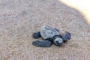 Little baby turtle crawling on sand Mirissa Beach Sri Lanka. photo