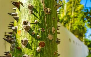 Green beautiful Kapok tree Ceiba tree with spikes in Mexico. photo