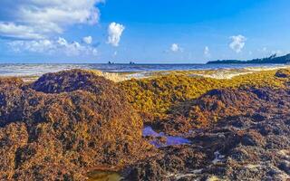 hermosa playa caribeña totalmente sucia sucio asqueroso problema de algas mexico. foto