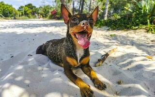 Brown cute funny dog play playful on the beach Mexico. photo