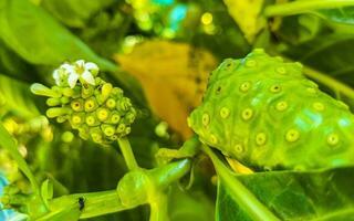 fruta de noni morinda citrifolia con flores populares entre las hormigas de méxico. foto