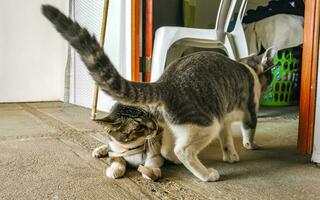 Cute cat cats tethered with collar in Mexico. photo