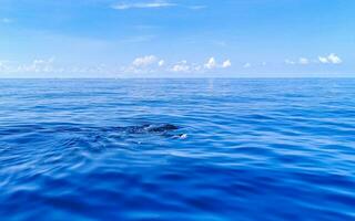 Huge whale shark swims on the water surface Cancun Mexico. photo