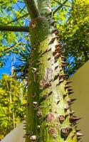 verde hermosa capoc árbol ceiba árbol con Picos en México. foto