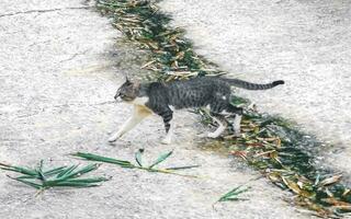 linda extraviado gato vivo fuera de en gratis naturaleza. foto