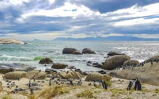 South african penguins colony of spectacled penguins penguin Cape Town. photo