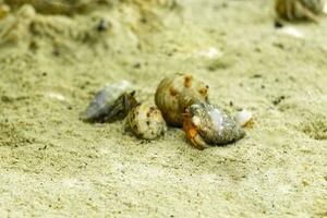 Hermit crab crabs crawling on beach sand Rasdhoo island Maldives. photo
