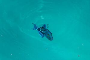 Snorkeling underwater views fish Corals turquoise water Rasdhoo island Maldives. photo