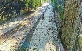 Open sewerage system in the tropical jungle mountains Mexico. photo