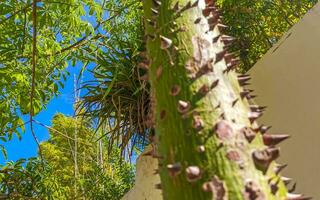 Green beautiful Kapok tree Ceiba tree with spikes in Mexico. photo