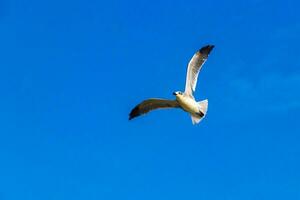 Flying seagulls birds with blue sky background clouds in Mexico. photo