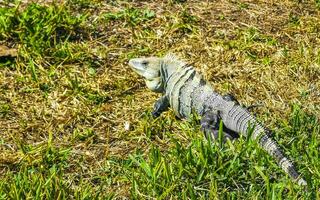 Iguana on grass Tulum ruins Mayan site temple pyramids Mexico. photo