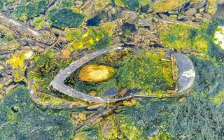 río verde sucio contaminado y basura en puerto escondido méxico. foto