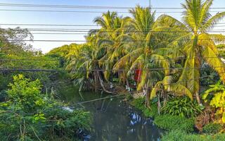 Green beautiful tropical river Freshwater Lagoon in Puerto Escondido Mexico. photo