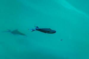 Snorkeling underwater views fish Corals turquoise water Rasdhoo island Maldives. photo