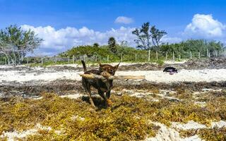 marrón lindo divertido perro jugar juguetón en la playa méxico. foto