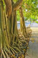 Huge beautiful Ficus maxima Fig tree Playa del Carmen Mexico. photo