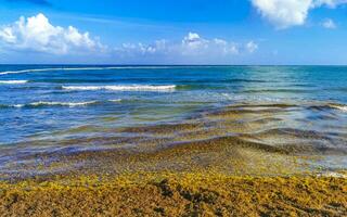 Beautiful Caribbean beach totally filthy dirty nasty seaweed problem Mexico. photo