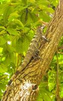 Iguana lying sitting on a branch of a tree Mexico. photo