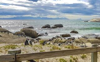 South african penguins colony of spectacled penguins penguin Cape Town. photo