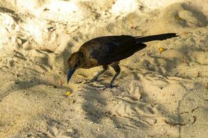 Great-Tailed Grackle bird birds walking on beach sand Mexico. photo