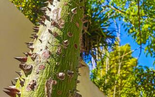 Green beautiful Kapok tree Ceiba tree with spikes in Mexico. photo