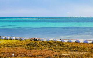 Seaweed Sargazo net caribbean beach water Playa del Carmen Mexico. photo