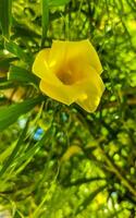 Yellow Oleander flower on tree with blue sky in Mexico. photo