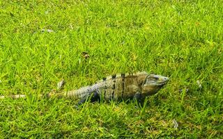 iguana sobre césped ruinas de tulum sitio maya templo pirámides méxico. foto