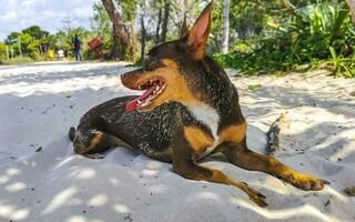 Brown cute funny dog play playful on the beach Mexico. photo