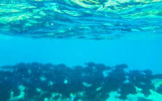 bucear submarino puntos de vista pescado corales turquesa agua rasdhoo isla Maldivas. foto