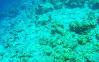 Snorkeling underwater views fish Corals turquoise water Rasdhoo island Maldives. photo