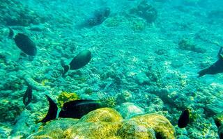 Snorkeling underwater views fish Corals turquoise water Rasdhoo island Maldives. photo