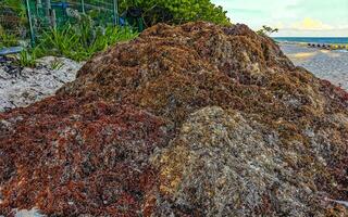 Beautiful Caribbean beach totally filthy dirty nasty seaweed problem Mexico. photo