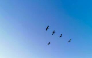 Beautiful pelican bird pelicans birds flying over the sea Mexico. photo