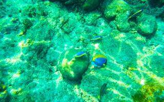 Snorkeling underwater views fish Corals turquoise water Rasdhoo island Maldives. photo