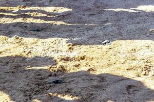 Little baby turtle crawling on sand Mirissa Beach Sri Lanka. photo