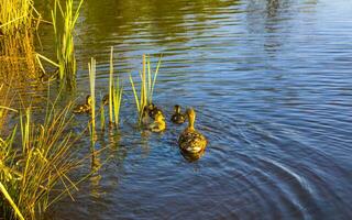 Mother duck swimming with her babies children in lake pond. photo