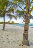 Tropical natural palm tree palms blue sky in Mexico. photo